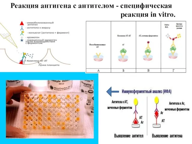 Реакция антигена с антителом - специфическая реакция in vitro.