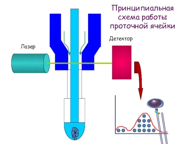 Принципиальная схема работы проточной ячейки Детектор Лазер