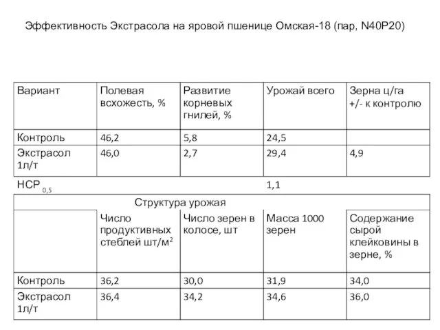 Эффективность Экстрасола на яровой пшенице Омская-18 (пар, N40P20) Эффективность Экстрасола на яровой пшенице Омская-18 (пар, N40P20)