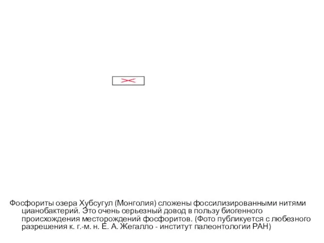 Фосфориты озера Хубсугул (Монголия) сложены фоссилизированными нитями цианобактерий. Это очень серьезный довод