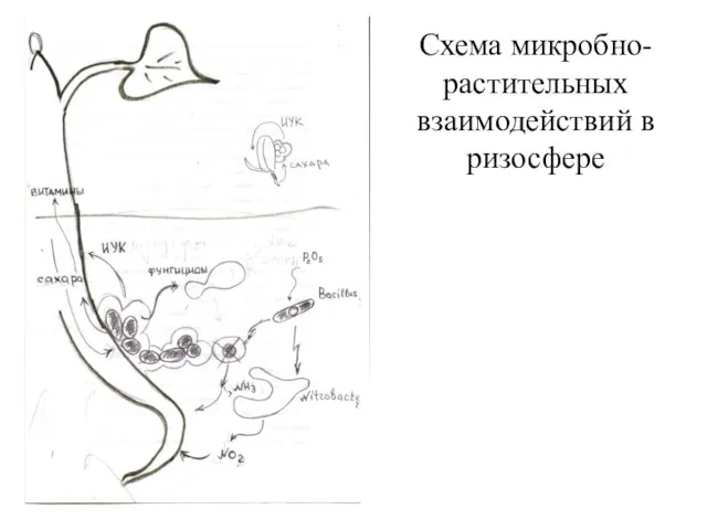 Схема микробно-растительных взаимодействий в ризосфере