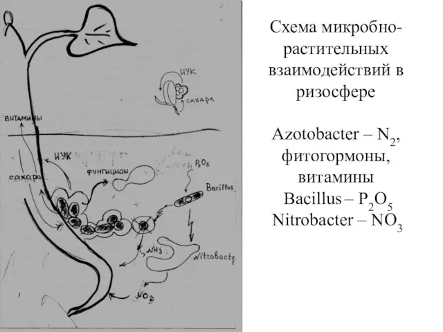 Схема микробно-растительных взаимодействий в ризосфере Azotobacter – N2, фитогормоны, витамины Bacillus – P2O5 Nitrobacter – NO3