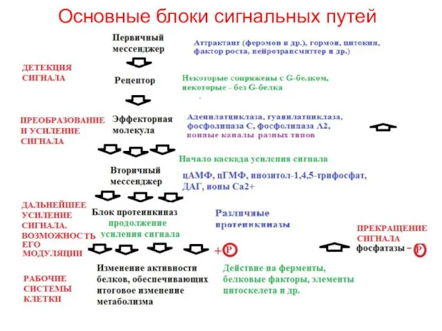 Основные блоки сигнальных путей