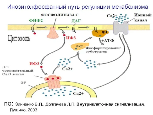 Инозитолфосфатный путь регуляции метаболизма по: Зинченко В.П., Долгачева Л.П. Внутриклеточная сигнализация. Пущино, 2003