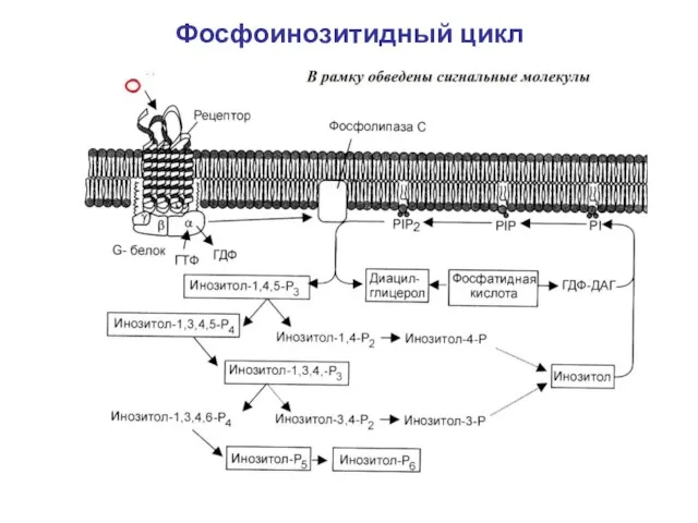 Фосфоинозитидный цикл