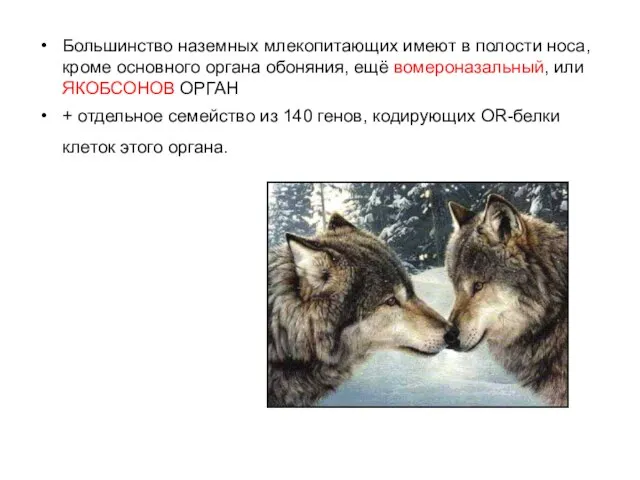 Большинство наземных млекопитающих имеют в полости носа, кроме основного органа обоняния, ещё