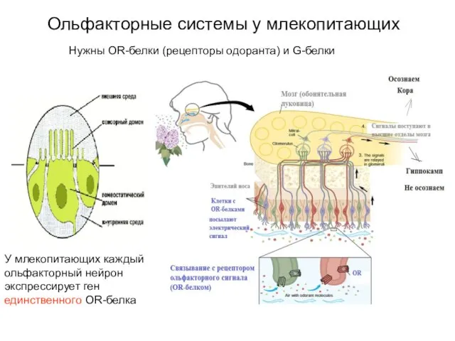 Ольфакторные системы у млекопитающих У млекопитающих каждый ольфакторный нейрон экспрессирует ген единственного