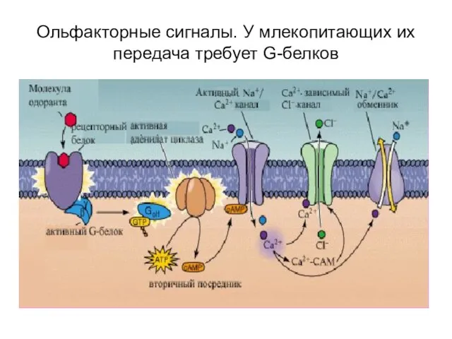 Ольфакторные сигналы. У млекопитающих их передача требует G-белков