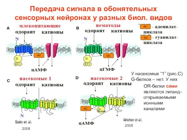 Передача сигнала в обонятельных сенсорных нейронах у разных биол. видов У насекомых