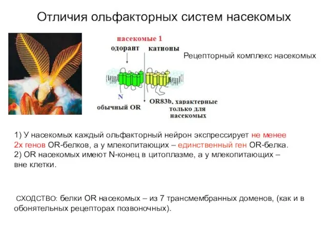 Отличия ольфакторных систем насекомых СХОДСТВО: белки OR насекомых – из 7 трансмембранных