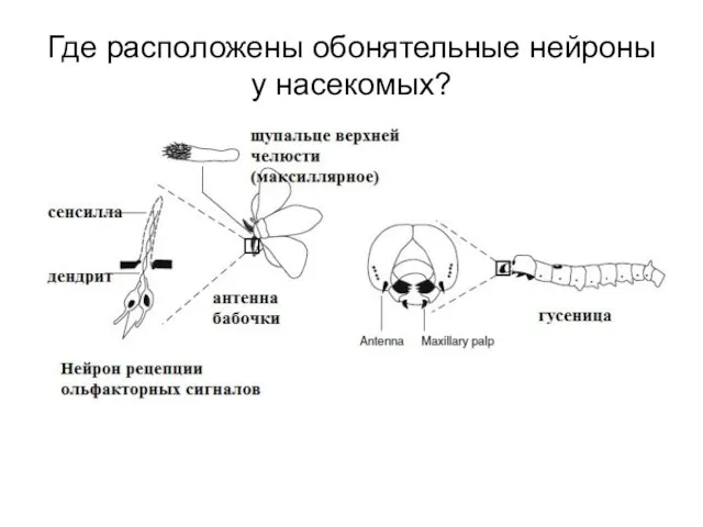 Где расположены обонятельные нейроны у насекомых?