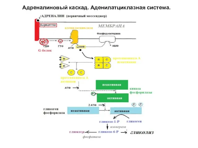 Адреналиновый каскад. Аденилатциклазная система.