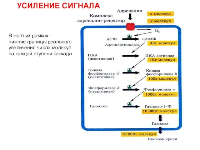 УСИЛЕНИЕ СИГНАЛА В желтых рамках – нижние границы реального увеличения числа молекул на каждой ступени каскада