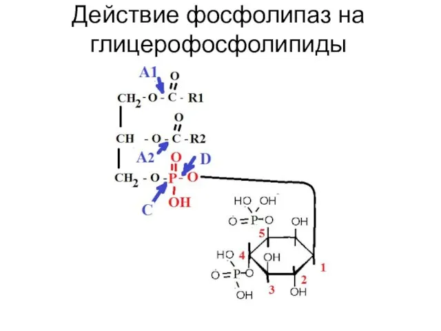 Действие фосфолипаз на глицерофосфолипиды