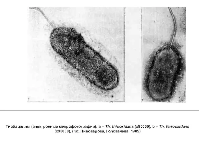 Тиобациллы (электронные микрофотографии): a – Th. thiooxidans (х90000), b – Th. ferrooxidans