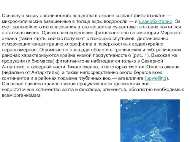 Основную массу органического вещества в океане создает фитопланктон — микроскопические взвешенные в