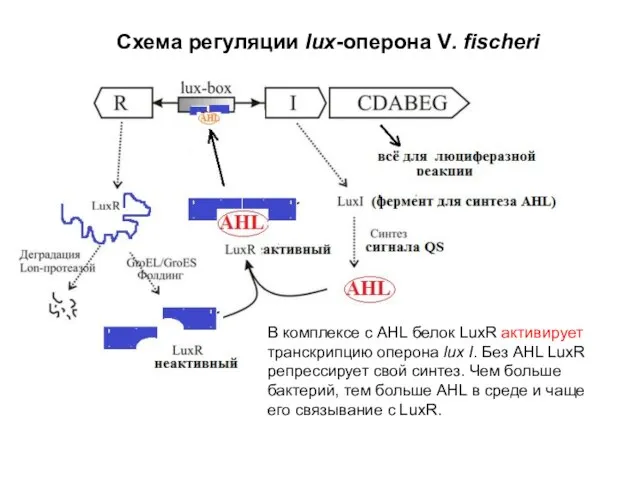 Схема регуляции lux-оперона V. fischeri В комплексе с AHL белок LuxR активирует