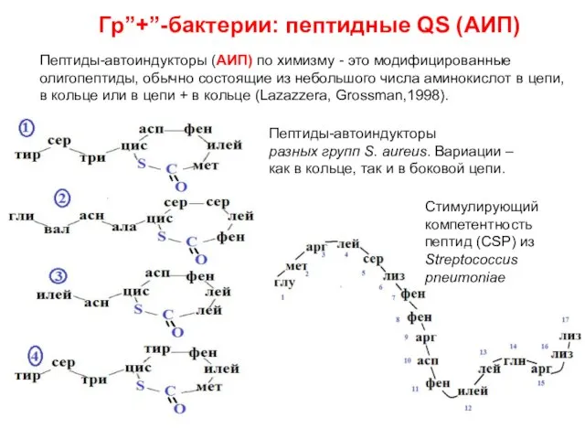 Гр”+”-бактерии: пептидные QS (АИП) Пептиды-автоиндукторы разных групп S. aureus. Вариации – как