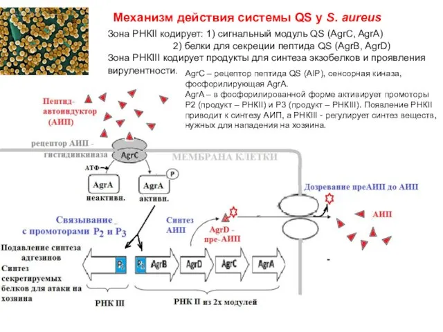 Механизм действия системы QS у S. aureus AgrC – рецептор пептида QS