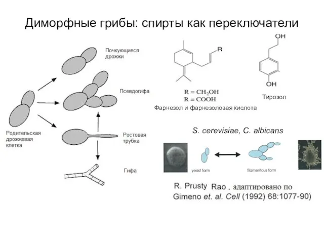 Диморфные грибы: спирты как переключатели S. cerevisiae, C. albicans Фарнезол и фарнезоловая кислота Тирозол
