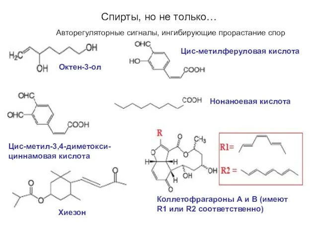Спирты, но не только… Авторегуляторные сигналы, ингибирующие прорастание спор Хиезон Цис-метил-3,4-диметокси- циннамовая