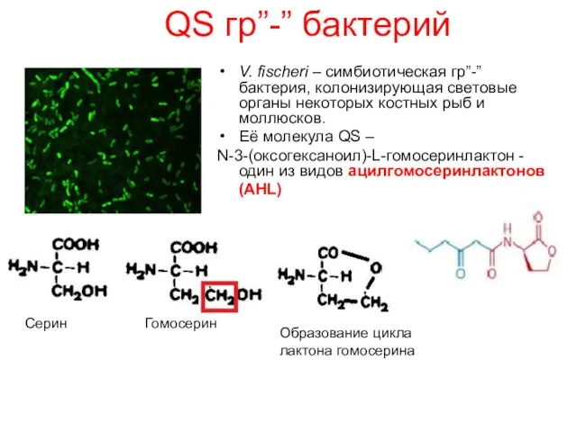 QS гр”-” бактерий V. fischeri – симбиотическая гр”-” бактерия, колонизирующая световые органы