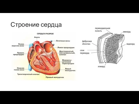 Строение сердца