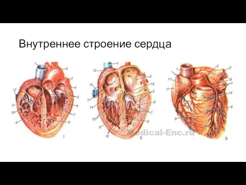 Внутреннее строение сердца