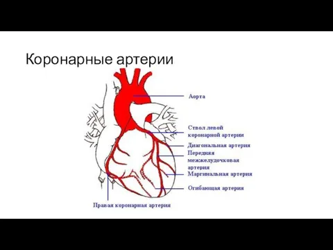 Коронарные артерии