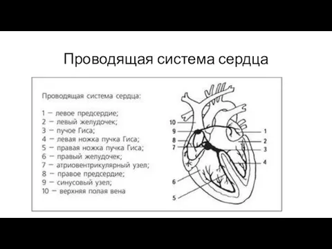 Проводящая система сердца