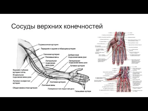 Сосуды верхних конечностей