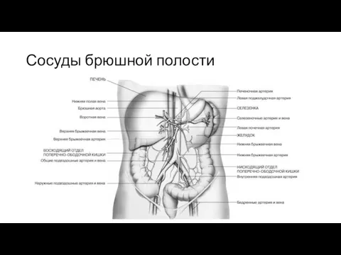 Сосуды брюшной полости