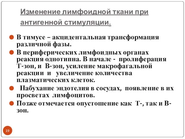 Изменение лимфоидной ткани при антигенной стимуляции. В тимусе – акцидентальная трансформация различной