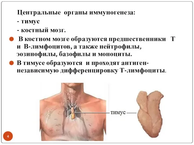 Центральные органы иммуногенеза: - тимус - костный мозг. В костном мозге образуются