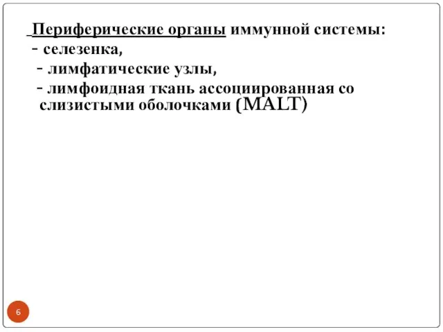 Периферические органы иммунной системы: - селезенка, - лимфатические узлы, - лимфоидная ткань