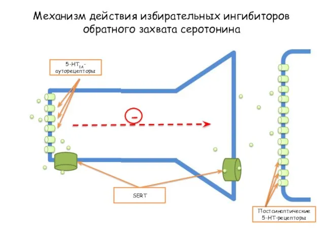 Механизм действия избирательных ингибиторов обратного захвата серотонина 5-HT1A-ауторецепторы Постсинаптические 5-HT-рецепторы SERT -