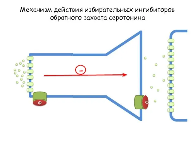 Механизм действия избирательных ингибиторов обратного захвата серотонина - Ф Ф