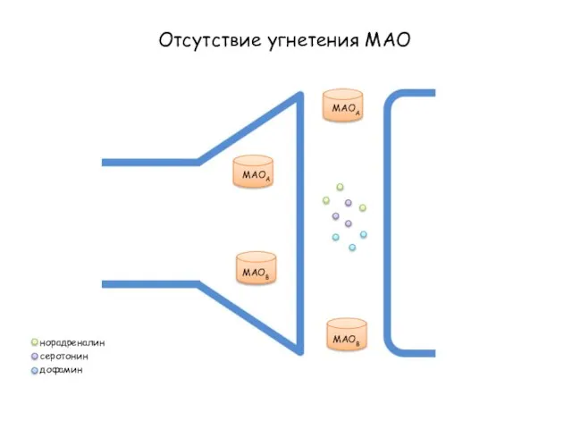 Отсутствие угнетения МАО МАОА МАОВ МАОА МАОВ норадреналин серотонин дофамин