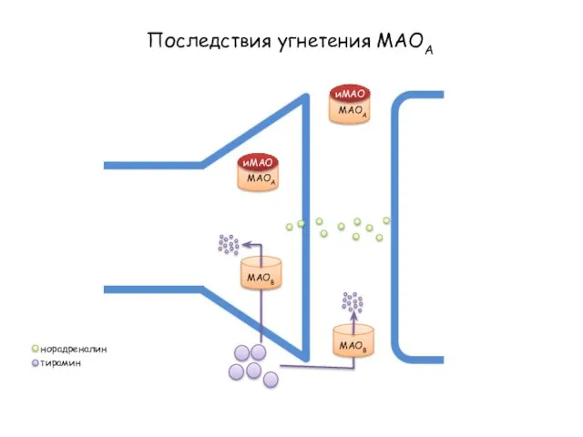 Последствия угнетения МАОА МАОА МАОВ МАОА МАОВ иМАО иМАО норадреналин тирамин