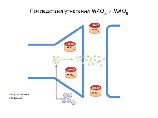 Последствия угнетения МАОА и МАОВ МАОА МАОВ МАОА МАОВ иМАО иМАО норадреналин тирамин иМАО иМАО