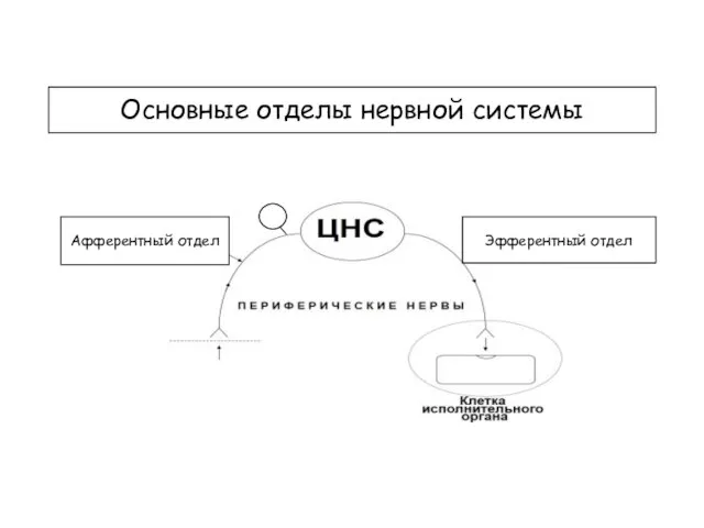 Основные отделы нервной системы Афферентный отдел Эфферентный отдел