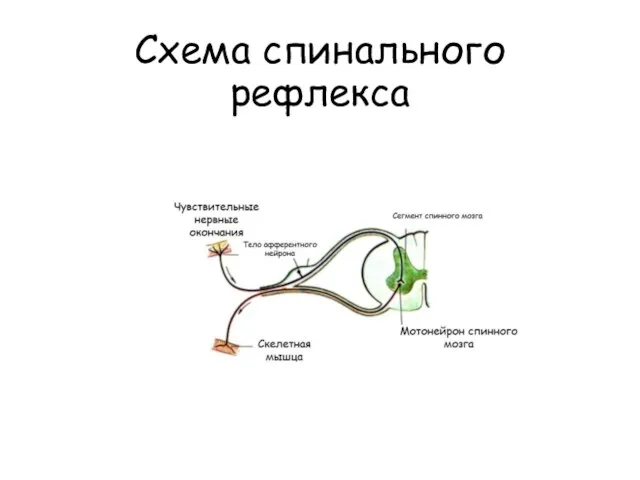 Схема спинального рефлекса