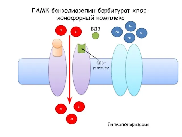 ГАМК-бензодиазепин-барбитурат-хлор-ионофорный комплекс Na Na Na Na Гиперполяризация Cl Cl Cl Cl Cl БДЗ БДЗ - рецептор