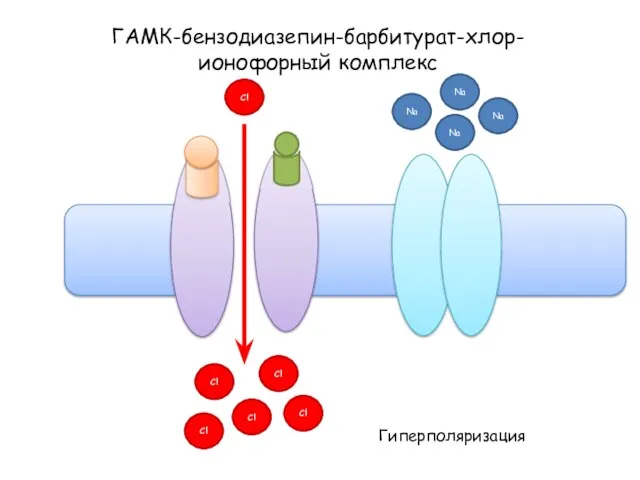 ГАМК-бензодиазепин-барбитурат-хлор-ионофорный комплекс Na Na Na Na Гиперполяризация Cl Cl Cl Cl Cl Cl