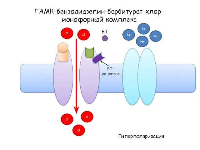 ГАМК-бензодиазепин-барбитурат-хлор-ионофорный комплекс Na Na Na Na Гиперполяризация Cl Cl Cl Cl Cl БТ БТ - рецептор