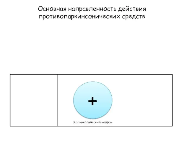 Основная направленность действия противопаркинсонических средств Холинергический нейрон +