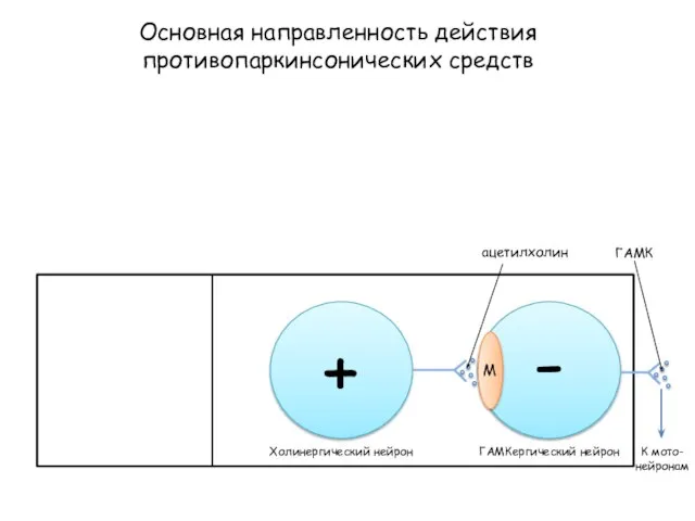 Основная направленность действия противопаркинсонических средств M Холинергический нейрон ацетилхолин ГАМКергический нейрон ГАМК