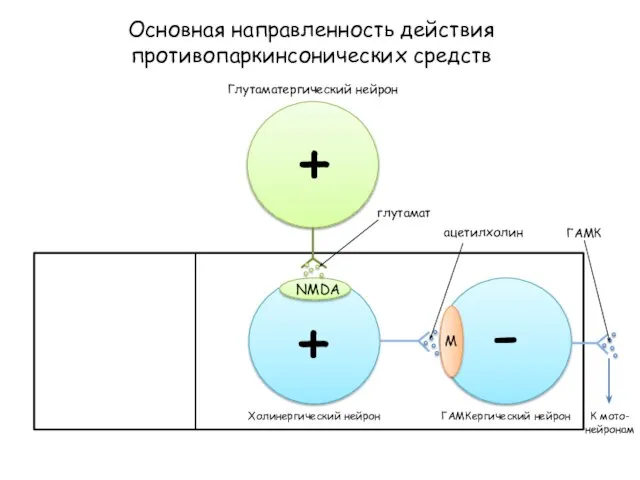 Основная направленность действия противопаркинсонических средств NMDA M Глутаматергический нейрон глутамат Холинергический нейрон