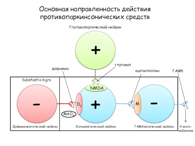 Основная направленность действия противопаркинсонических средств D2 NMDA M Глутаматергический нейрон глутамат Substantia