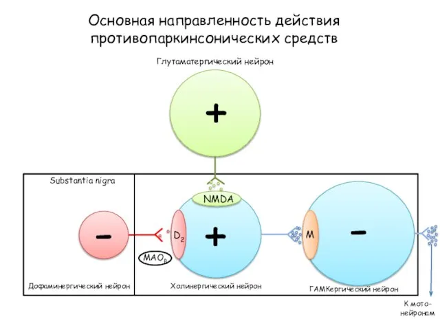 Основная направленность действия противопаркинсонических средств D2 NMDA M Глутаматергический нейрон Substantia nigra